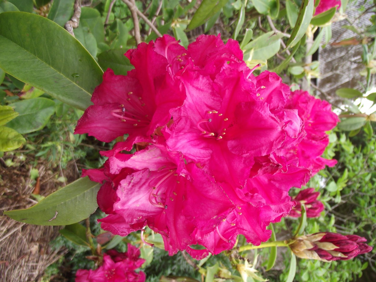 'Bagshot Ruby'